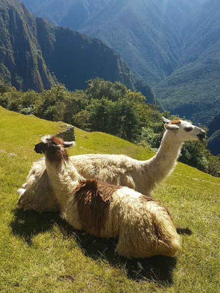mlbay-lama-5223959